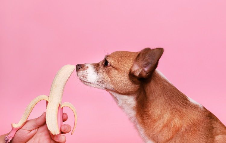 hond banaan